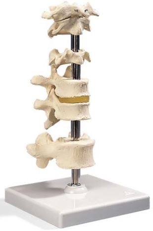 Bone Model-3 Human Lumbar Vertebrae, Flexibly Mounted-3B-Size(CM): 11x10x9