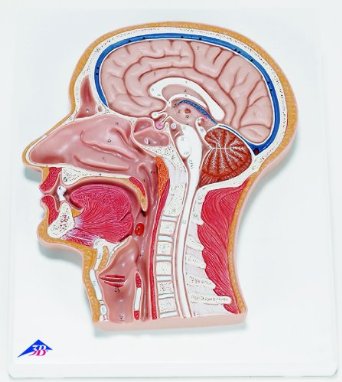 Head Model-Median Section of The Head- 3B-Size(CM): 33x27x5