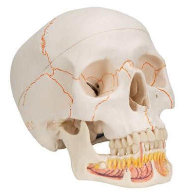 Bone Model-Classic Human Bone Model with Opened Lower Jaw, 3 Part-3B Scientific (CM) 19x15x13