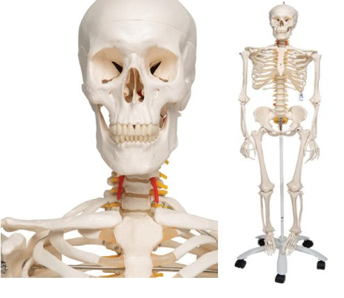 Bone Model- 175CM- Human Bone Model- Stan-3B Smart Anatomy-3B Scientific-(CM- ):175x40x24