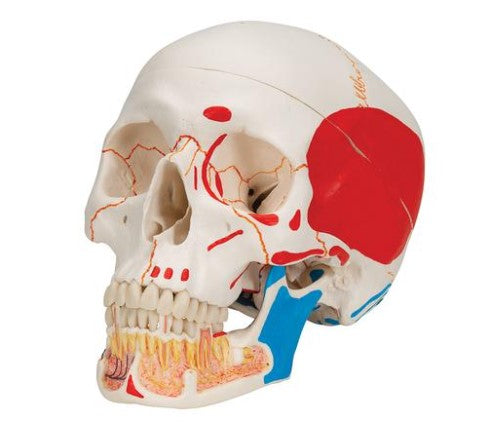 Bone Model-Classic Human Bone Model with Opened Lower Jaw, 3 Part, Painted-3B Scientific (CM) 19x15x13