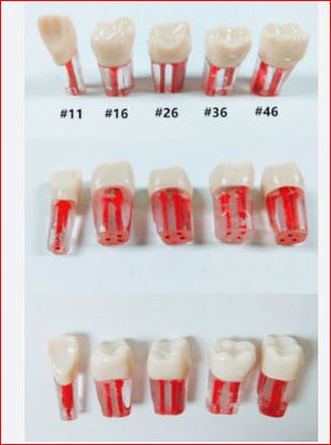 Pre-clinic-Acrylic Teeth with a canal #45