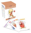 Kaplan Anatomy Flashcards: 300 Flashcards with Anatomically Precise Drawings and Exhaustive Descriptions, 5e