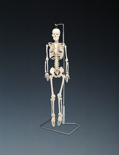 Bone Model- 80CM- Flexible Mr. Thrifty Skeleton with Spinal Nerves-Anatomical (CM- ):85x18x15