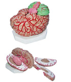 Brain Model-Super Brain with Arteries Model-11 Parts-Jumbo-Sciedu- Size(CM):37x29x32 | ABC Books