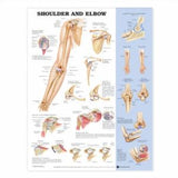 Shoulder and Elbow Anatomical Chart- laminated | ABC Books