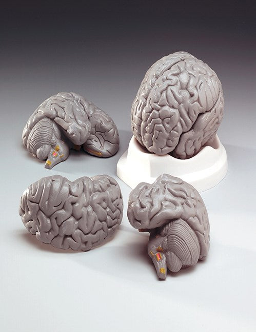 Brain Model-Budget Brain Model-3 Parts- Anatomical- Size(CM):17x13x12