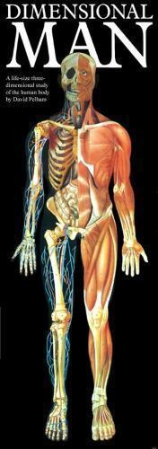 Chart-Dimensional Man -3D Life Size Human Body-Anatomical (CM):88x31x5**