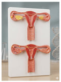 Reproductive Model-Model of Human Fertilization- Size(CM): 34x23x4