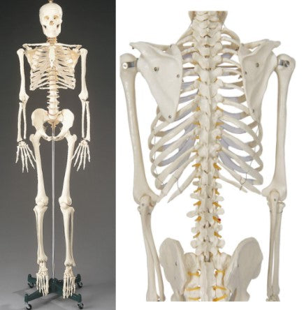 Bone Model- 145CM- Budget Bart Four-Foot Skeleton-Anatomical (CM- ):145x37x19