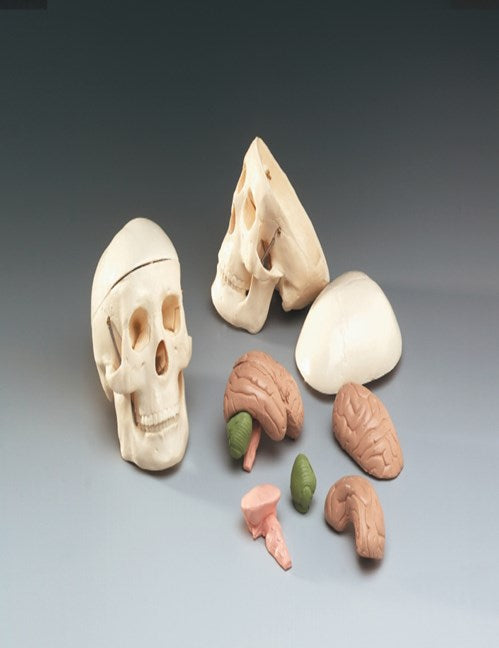 Bone Model-Brain Mode-Miniature Skull with 8-Part Brainl-All 11 Parts-Anatomical (CM) 12x11x8