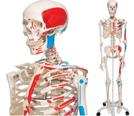 Bone Model- 175CM- Human Skeleton Model Max with Painted Muscle Origins & Inserts-3B Scientific-(CM- ):175x40x24