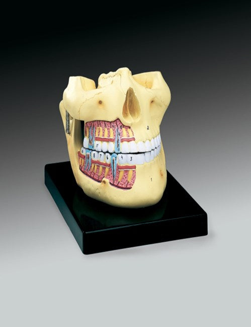 Dentistry Model-Upper and Lower Jaw-Anatomical (CM):25x20x20