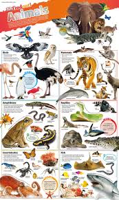 DKfindout! Animals Poster | ABC Books