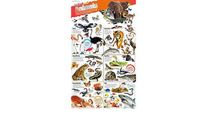 DKfindout! Animals Poster