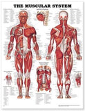 Muscular System Anatomical Chart Plastic Styrene Styrene